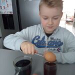 Uczeń wkłada jajka do herbaty i soku z buraka